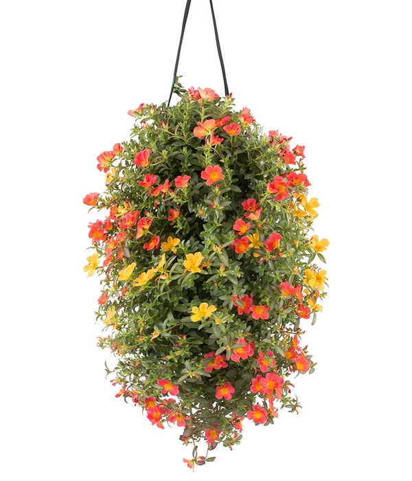 Wandhänger Mit Portulakröschen, Verschiedene Sorten 3 Wandhänger Mit Portulakröschen, Verschiedene Sorten