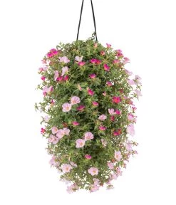 Wandhänger Mit Portulakröschen, Verschiedene Sorten 10 Wandhänger Mit Portulakröschen, Verschiedene Sorten -Pflanzenwelt Verkauf 8602997 WE FS 002 WandhaengerPortulakroeschenRosa
