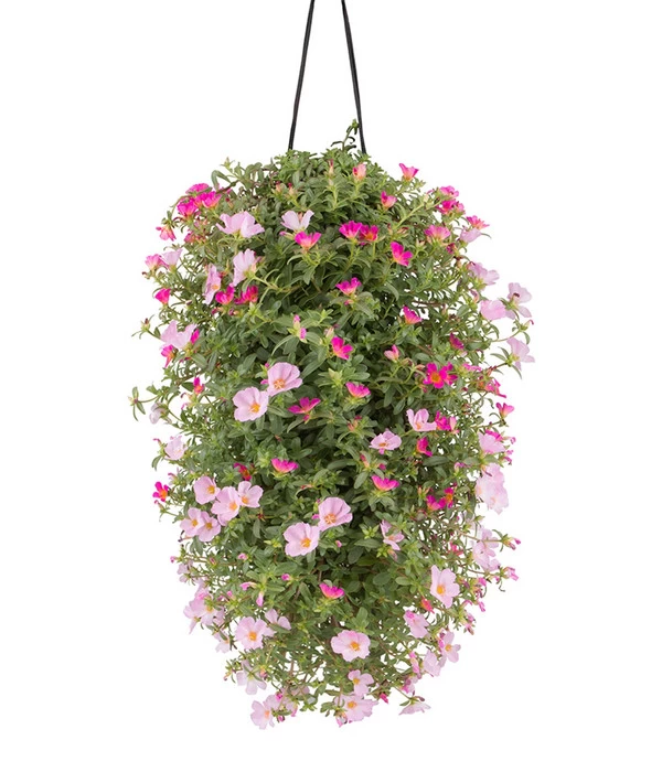 Wandhänger Mit Portulakröschen, Verschiedene Sorten 4 Wandhänger Mit Portulakröschen, Verschiedene Sorten – Bild 2