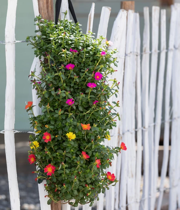 Wandhänger Mit Portulakröschen, Verschiedene Sorten 6 Wandhänger Mit Portulakröschen, Verschiedene Sorten – Bild 4