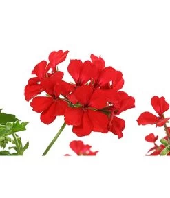 Geranie 'Caliente', Ampel -Pflanzenwelt Verkauf 8604316 PR DE 001 GeranieCalienteAmpelDehnerExpressHerzig