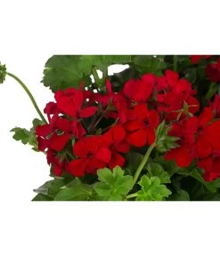 Geranie 'Caliente', Ampel -Pflanzenwelt Verkauf 8604316 WE DE 001 GeranieCalienteAmpelT25