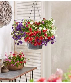 Minihängepetunien-Trio, Ampel 7 Minihängepetunien-Trio, Ampel -Pflanzenwelt Verkauf 8605743 PR MO 004 ZaubergloeckchenBlumenampel