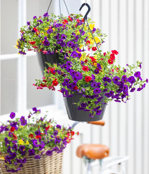 Minihängepetunien-Trio, Ampel 4 Minihängepetunien-Trio, Ampel – Bild 2