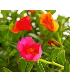 Portulakröschen, Ampel 7 Portulakröschen, Ampel -Pflanzenwelt Verkauf 8606147 PR DE 001 PortulacaPortulakroeschenAmpelT25DehnerExpressHerzig