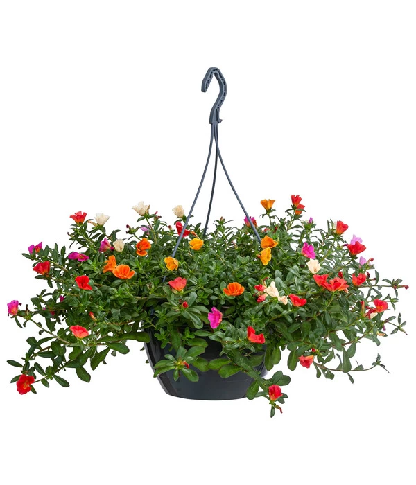 Portulakröschen, Ampel 3 Portulakröschen, Ampel