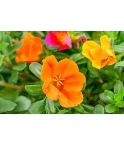 Portulakröschen, Ampel 6 Portulakröschen, Ampel -Pflanzenwelt Verkauf 8606147 WW DE 001 PortulacRoeschenAmpel