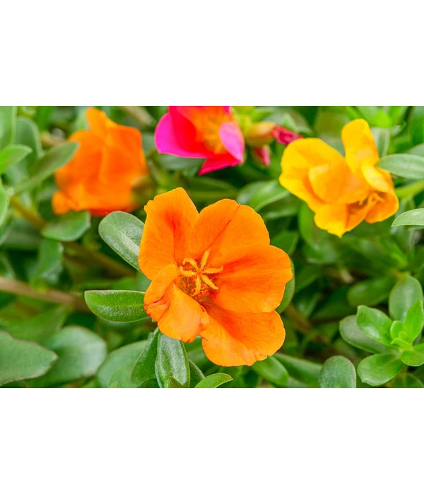 Portulakröschen, Ampel 4 Portulakröschen, Ampel – Bild 2