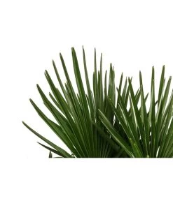 Hanfpalme, Multistamm -Pflanzenwelt Verkauf 8607855 WE DE 001 HanfpalmeTrachycarpusFortuneiT36