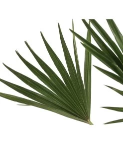 Zwergpalme 'Vulcano' -Pflanzenwelt Verkauf 8607905 WE DE 002 ChamaeropsVulcanoT18