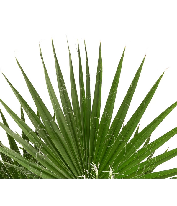 XXL Fächerpalme 5 XXL Fächerpalme – Bild 3