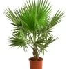 XXL Fächerpalme -Pflanzenwelt Verkauf 8608036 WE FS 003 WashingtoniaRobustaT30 MexikanischeFaecherpalme