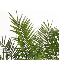 XXL Kanarische Dattelpalme, Ca. 140-160 Cm -Pflanzenwelt Verkauf 8608721 PR DE 001 PhoenixCanariensisT28DehnerExpressHerzig