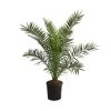 XXL Kanarische Dattelpalme, Ca. 140-160 Cm -Pflanzenwelt Verkauf 8608721 WE FS 002 XXLKanarischeDattelpalmeT28