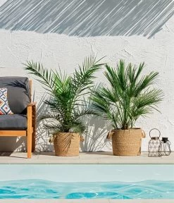 XXL Kanarische Dattelpalme, Ca. 140-160 Cm -Pflanzenwelt Verkauf 8608721 WE MO 002 ZwergpalmeChamaeropsHumilisKanarischeDattelpalmePhoenixCanariensisUweSauer