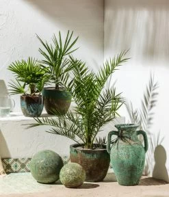 Zwergpalme 'Vulcano' -Pflanzenwelt Verkauf 8608838 8607905 WE MO 001 Palmen