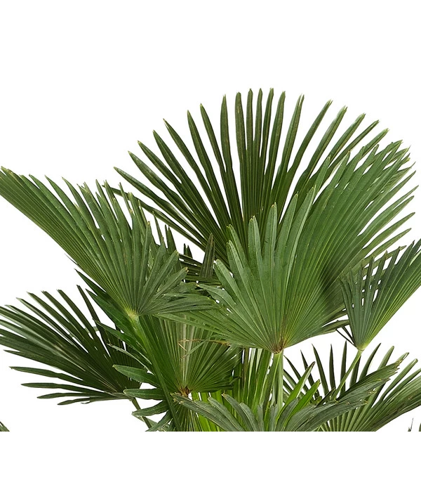 Wagners Hanfpalme 4 Wagners Hanfpalme – Bild 2