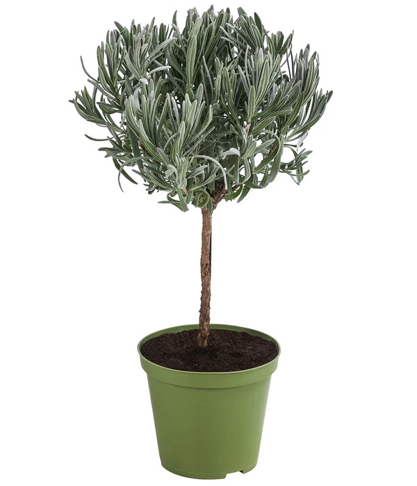 Dehner Gourmet Garten Lavendel, Hochstamm 3 Dehner Gourmet Garten Lavendel, Hochstamm
