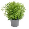Dehner Gourmet Garten Oregano 1 Dehner Gourmet Garten Oregano -Pflanzenwelt Verkauf 8610123 WE FS 001 GourmetGartenOreganumT14