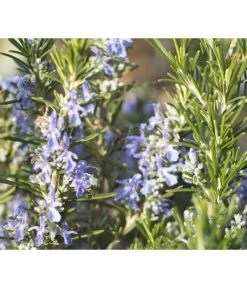 Bio Rosmarin 9 Bio Rosmarin -Pflanzenwelt Verkauf 8610206 WE DE 001 RosmarinBluete