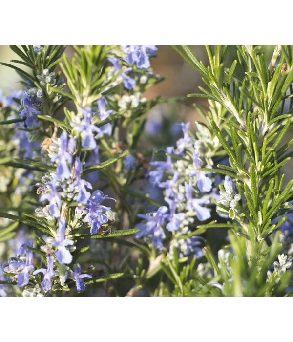 Bio Rosmarin 6 Bio Rosmarin – Bild 4