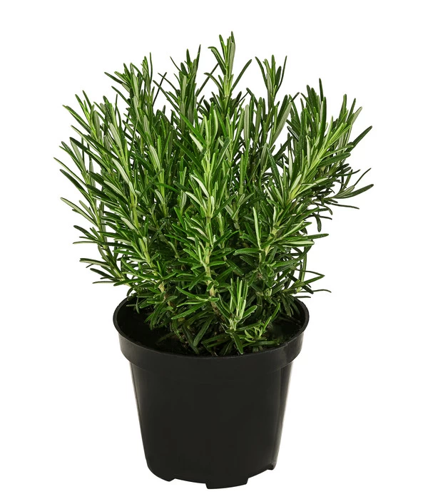 Bio Rosmarin 3 Bio Rosmarin