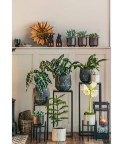 Gefüllte Amaryllis - Hippeastrum, Verschiedene Farben -Pflanzenwelt Verkauf 8611253 WE MO 001 ZimmertanneAraucariaAmberSuzeT13