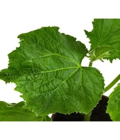 Bio Schlangengurke Im Pottburri®-Topf 7 Bio Schlangengurke Im Pottburri®-Topf -Pflanzenwelt Verkauf 8611287 WE DE 001 BioPBSchlangengurke