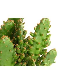 Feigenkaktus - Opuntia Indica, Verschiedene Sorten 15 Feigenkaktus - Opuntia Indica, Verschiedene Sorten -Pflanzenwelt Verkauf 8611469 PR DE 001 OpuntiaMixT11DehnerExpressHerzig