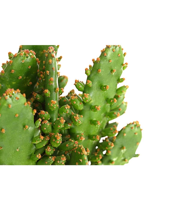 Feigenkaktus - Opuntia Indica, Verschiedene Sorten 9 Feigenkaktus - Opuntia Indica, Verschiedene Sorten – Bild 7