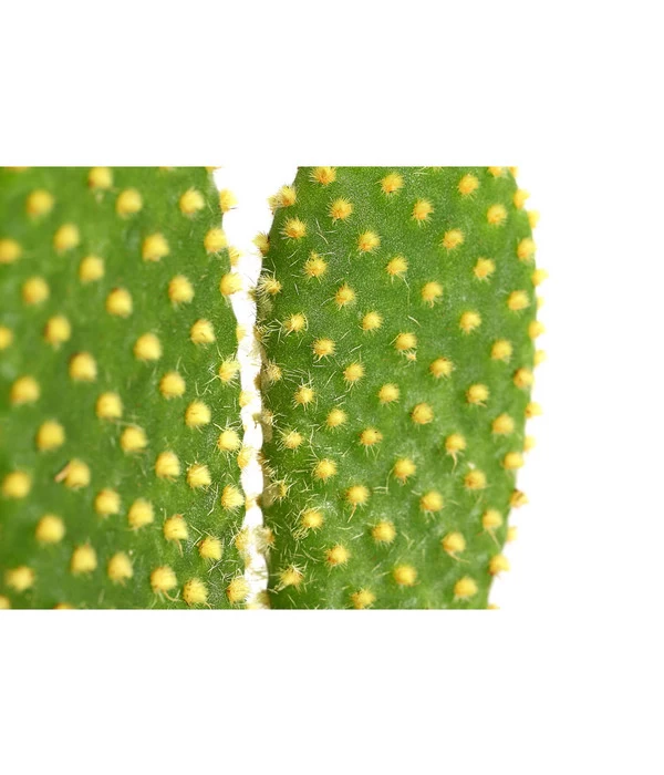 Feigenkaktus - Opuntia Indica, Verschiedene Sorten 8 Feigenkaktus - Opuntia Indica, Verschiedene Sorten – Bild 6