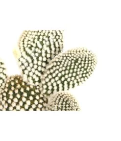 Feigenkaktus - Opuntia Indica, Verschiedene Sorten 13 Feigenkaktus - Opuntia Indica, Verschiedene Sorten -Pflanzenwelt Verkauf 8611469 PR DE 003 OpuntiaMixT11DehnerExpressHerzig