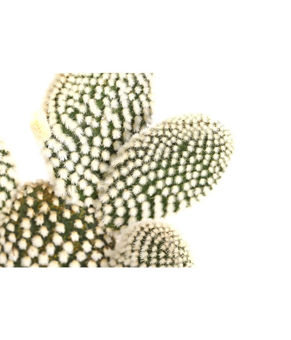Feigenkaktus - Opuntia Indica, Verschiedene Sorten 7 Feigenkaktus - Opuntia Indica, Verschiedene Sorten – Bild 5