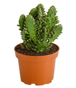 Feigenkaktus - Opuntia Indica, Verschiedene Sorten 11 Feigenkaktus - Opuntia Indica, Verschiedene Sorten -Pflanzenwelt Verkauf 8611469 PR FS 001 OpuntiaMixT11DehnerExpressHerzig