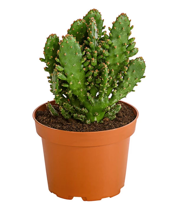 Feigenkaktus - Opuntia Indica, Verschiedene Sorten 5 Feigenkaktus - Opuntia Indica, Verschiedene Sorten – Bild 3