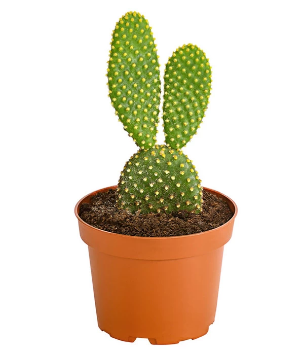 Feigenkaktus - Opuntia Indica, Verschiedene Sorten 4 Feigenkaktus - Opuntia Indica, Verschiedene Sorten – Bild 2