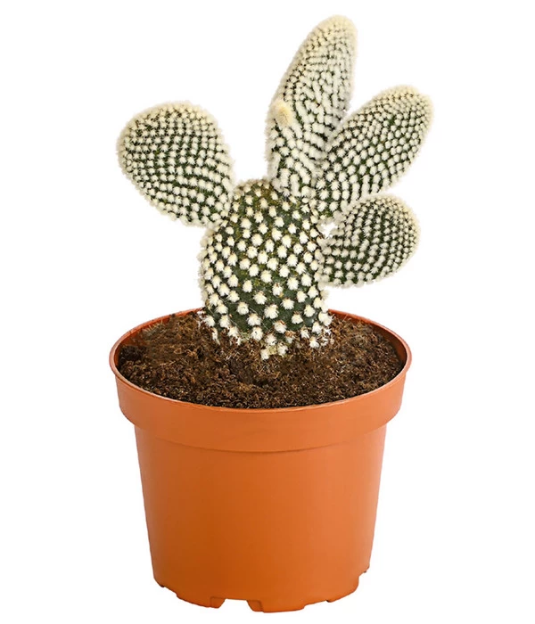 Feigenkaktus - Opuntia Indica, Verschiedene Sorten 3 Feigenkaktus - Opuntia Indica, Verschiedene Sorten