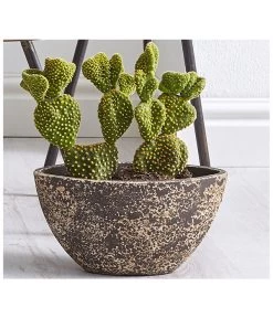 Feigenkaktus - Opuntia Indica, Verschiedene Sorten 12 Feigenkaktus - Opuntia Indica, Verschiedene Sorten -Pflanzenwelt Verkauf 8611469 WE MO 001 FeigenkaktusOpuntiaAusgeschnittenTU