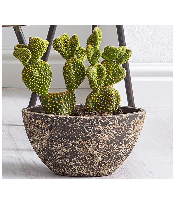 Feigenkaktus - Opuntia Indica, Verschiedene Sorten 6 Feigenkaktus - Opuntia Indica, Verschiedene Sorten – Bild 4