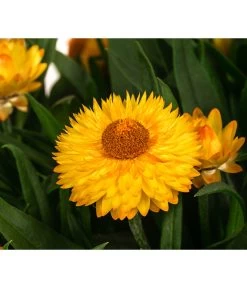 Strohblume, Gelb -Pflanzenwelt Verkauf 8611808 WE DE 001 BracteanthaUniT23Strohblume