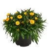 Strohblume, Gelb -Pflanzenwelt Verkauf 8611808 WE FS 002 BracteanthaUniT23Strohblume