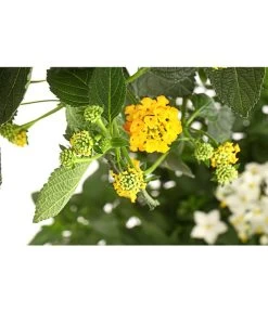 Wandelröschen, Bepflanzt -Pflanzenwelt Verkauf 8616369 PR DE 001 LantanaBepflanztT27DehnerExpressHerzig