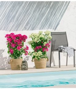 Drillingsblume 'Vera', Spalier -Pflanzenwelt Verkauf 8618258 PR MO 001 BougainvilleT19Twin