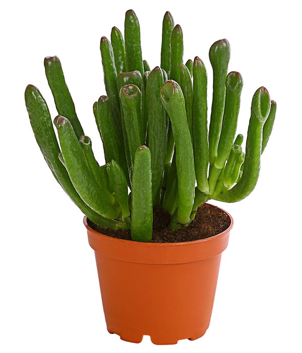 Geldbaum - Crassula Ovata 'Green Star' 3 Geldbaum - Crassula Ovata 'Green Star'