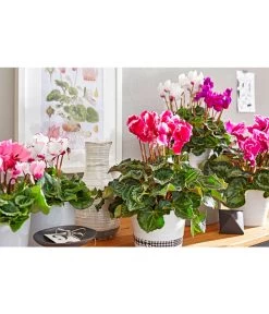 Alpenveilchen 'Victoria' -Pflanzenwelt Verkauf 8619488 8217911 WE MO 001 cycla sondersort