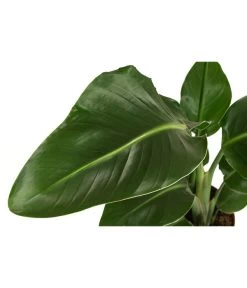 Baumstrelitzie - Strelitzia Nicolai -Pflanzenwelt Verkauf 8622763 WE DE 001 StrelitziaNicolaiT17DehnerExpressHerzig