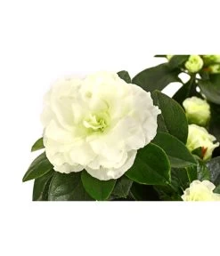 Zimmerazalee - Rhododendron Simsii 'Aiko White' -Pflanzenwelt Verkauf 8627267 WE DE 001 AzaleeAzaleaAikoWhiteT14