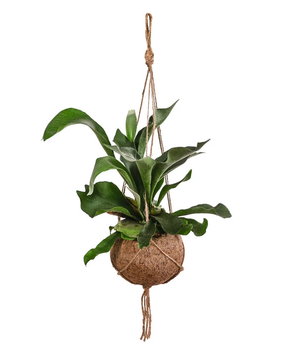 Kokodama-Ampel Geweihfarn - Platycerium 3 Kokodama-Ampel Geweihfarn - Platycerium