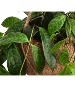 Kokodama-Ampel Gefleckte Schamblume - Aeschynanthus Marmoratus -Pflanzenwelt Verkauf 8627846 WE DE 002 KokodamaAeschynanthus