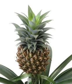 Ananaspflanze - Ananas Comosus, In Keramik -Pflanzenwelt Verkauf 8627978 WE DE 001 AnanaspflanzeInKeramik